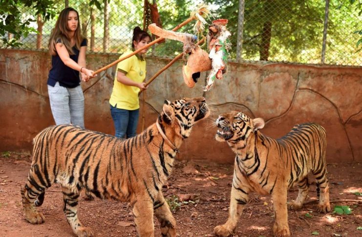5 אטרקציות תיירותיות שאנחנו ממליצים לא לעשות בתאילנד