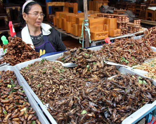 קראנצ'י מבחוץ – רך מבפנים: המדריך לאוכלי החרקים