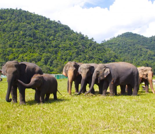 הלוחשים לפילים: איפה אפשר להתנדב עם מלכי הג'ונגל