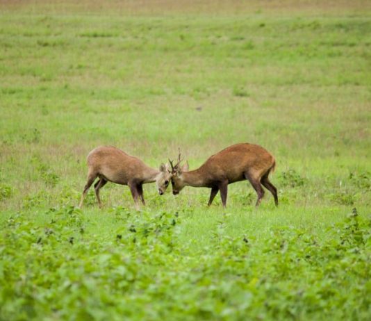 בין לבין: שמורת פו קייאו